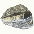 Orthoceras Fossil