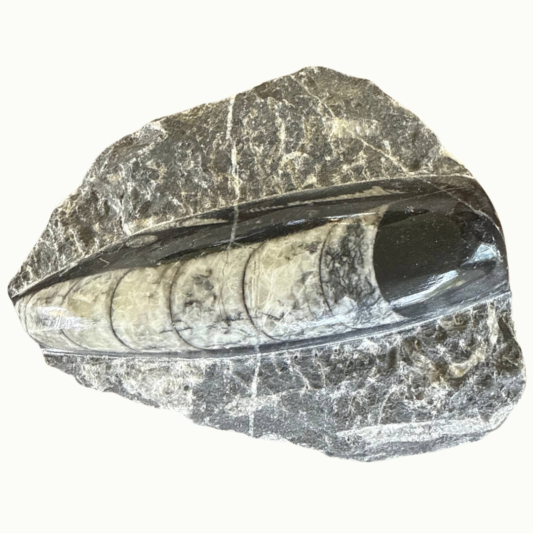 Orthoceras Fossil