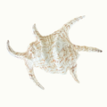 Spider Conch Shell