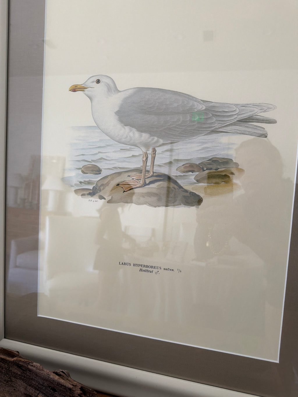 Vintage trio of birds
