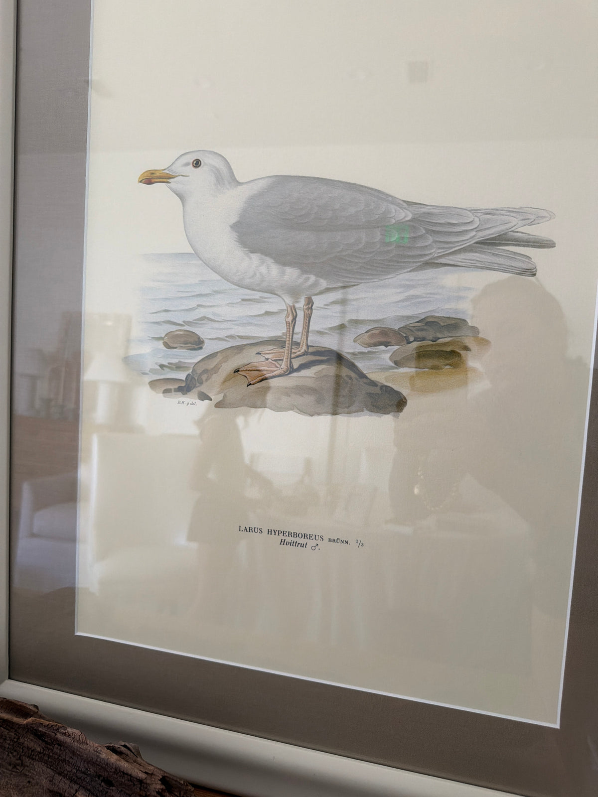 Vintage trio of birds