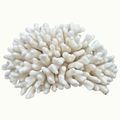 Pocillopora Coral
