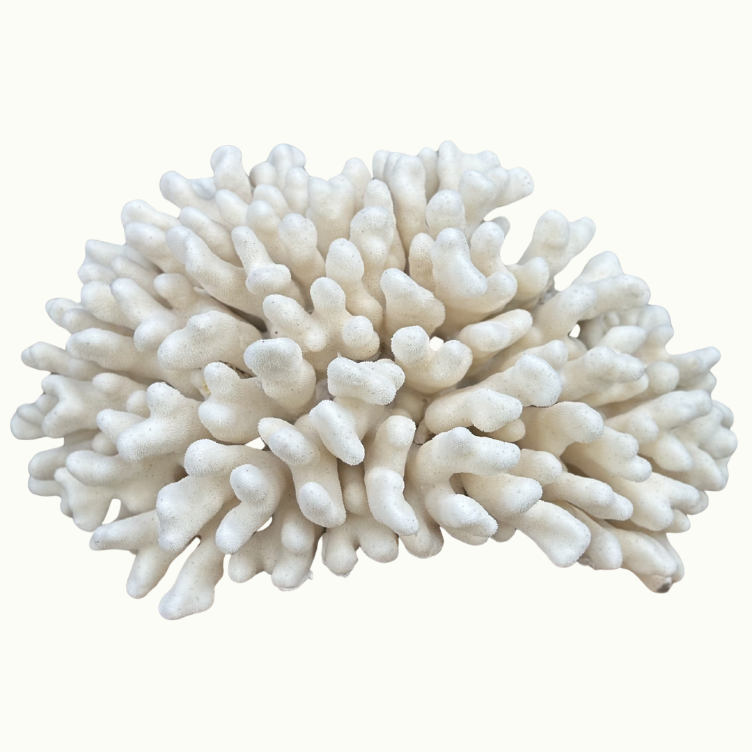 Pocillopora Coral