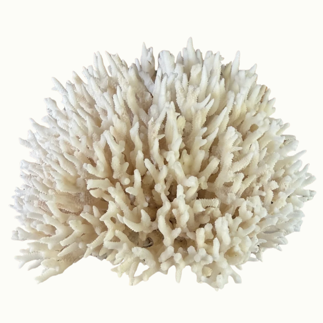 Lace Coral